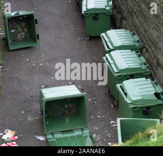 Aberystwyth Ceredigion/UK 13. November 2019: Umgeworfen Wheelie bins Verschütten ihre Inhalte auf der Lexington Street Stockfoto