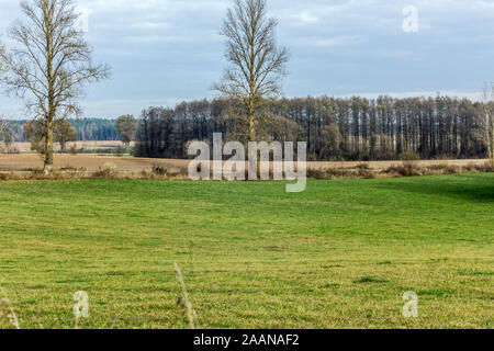 In den späten Herbst. Für Kühe, grüne Wiesen und Felder. Wald, Baum und Straße im Hintergrund. Dairy Farm. Podlasien, Polen. Stockfoto