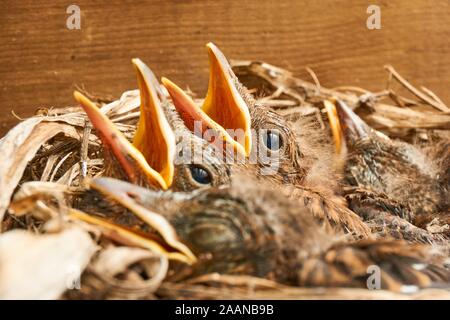 Mit jungen Amseln im Frühjahr Nest Stockfoto