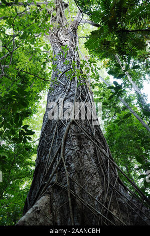 Abb. wurzeln Einschnüren des host Baum, Tangkoko National Park, Nord Sulawesi Indonesien. Stockfoto