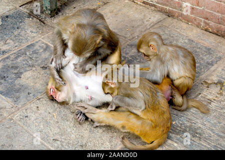 Einen weiblichen Makaken entspannend, während seine jungen Flöhe aus Ihrem Körper bei Monkey Tempel in Kathmandu abgeholt, eine Form der sozialen Interaktion zwischen den Primaten. Stockfoto