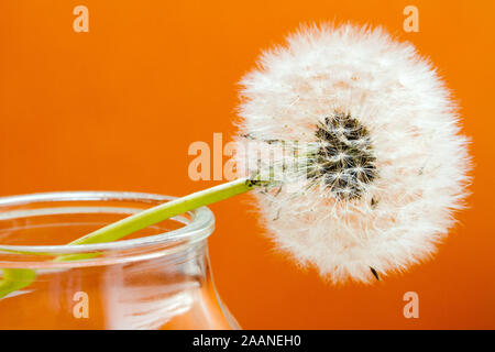 Löwenzahn Blume auf orange Hintergrund Stockfoto