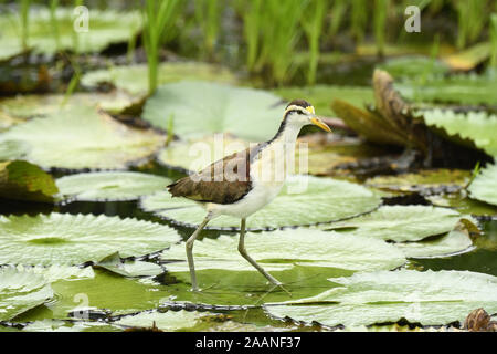 (Northern Jacana Jacana spinosa) Jugendliche gehen auf Lily Pads, Turrialba, Costa Rica, Oktober Stockfoto