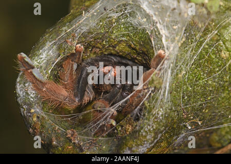 Panama Blond Tarantula (Psalmopoeus pulcher) am Eingang zu seinem Loch, Nahaufnahme, Reißzähne, Panama, Oktober Stockfoto