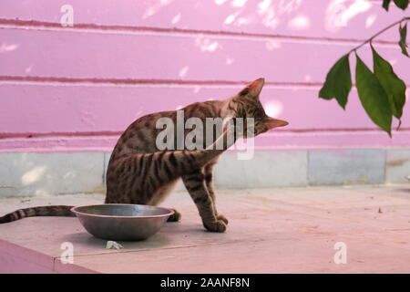 Ray erwachsene Katze liegt auf den Boden und leckt sich die Pfoten Stockfoto