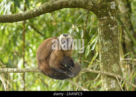 Braune Kapuziner Affen (Cebus apella) Erwachsenen sitzen auf Zweig, Manu, Nebelwald finden, Peru, November Stockfoto