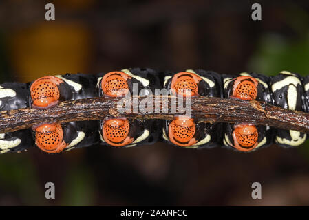 Tetrio Sphinx oder Frangipani Tabakschwärmer (Pseudosphinx tetrio) undeside Blick auf ausgewachsene Raupe mit Füßen und Sauger, Manu Nationalpark, Peru Stockfoto