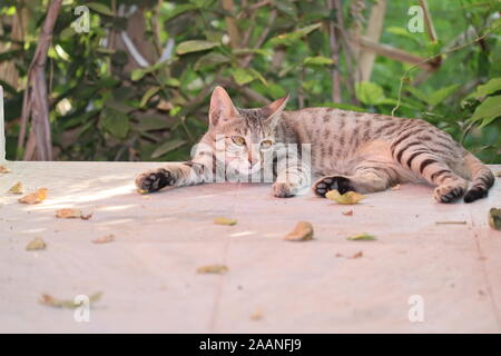 Junge tabby Katze im Garten liegen vor Zaun. Cat bei Camera Suchen Stockfoto