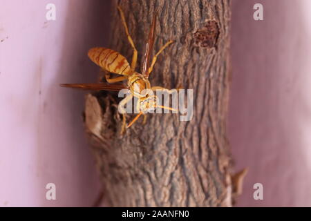 Gelbe Wespen und Hornissen sind einige der tödlichsten Insekten in Südasien. Das gemeinsame Papier wasp Wasp, Rot, Gelb potter Wasp, schwarze Spinne Wespen sind lo Stockfoto