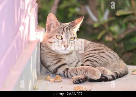 Grau nach mongrel Katze liegt auf dem Boden dehnen der vorderen Pfoten Stockfoto