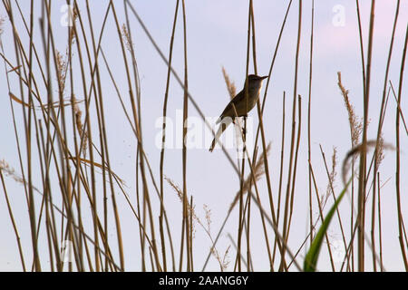 Die große Teichrohrsänger (Acrocephalus arundinaceus) singt auf den Gipfeln von Schilf, um die Verschachtelung Gebiet zu schützen und Frauen anzuziehen. Reproduct Stockfoto
