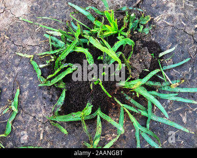 Erde Ameisen (lasius) der Eingang von schönen Haufen von Schmutz auf dem Boden Ameisenhaufen Stockfoto