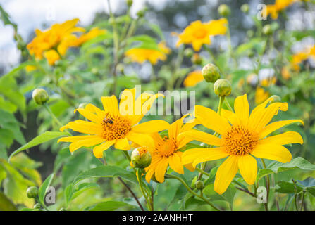 Gelbe Blume oder Tithonia diversifolia (Hemsl.) A. Grau auf Berg Doi Ou Kha, Mae Hong Son in Thailand Blüte. Stockfoto