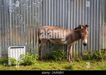 Äthiopien, South Omo, Jinka, Yenegrew Sew Aari Dorf, Abessinier Esel an Wellblech Wand Stockfoto