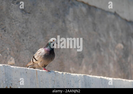 Inländische Taube stehend auf einem sonnigen Betonwand. Bild Stockfoto