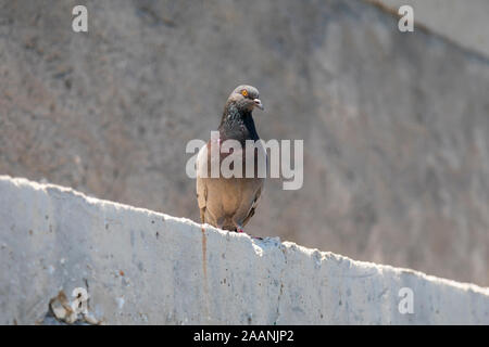 Inländische Taube stehend auf einem sonnigen Betonwand. Bild Stockfoto