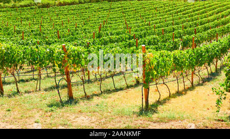 Weinberg in der Weinregion Stockfoto