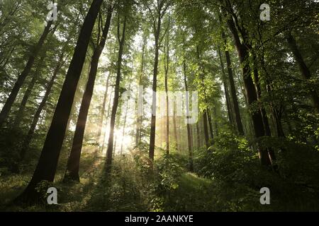 Laubwald auf einem nebelhaften Frühling Morgen. Stockfoto