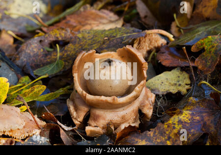 Collared earthstar, eine Art puffball, in blattsänfte Stockfoto