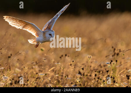 Schleiereule fliegen über Blumenwiese. Stockfoto