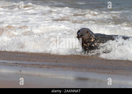 Grau Dichtung im Meer. Stockfoto