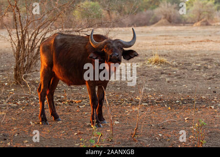 Afrikanische Büffel - Syncerus Caffer oder Büffel ist ein großer Sahara Rindern. Portrait im Busch in Simbabwe mit Red-billed Oxpecker (Bu Stockfoto