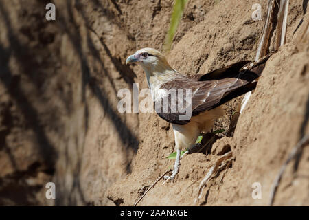 Colombien - Aegithalos caudatus ist ein Raubvogel in der Familie Falconidae. Es ist in tropischen und subtropischen Südamerika gefunden und die Stockfoto