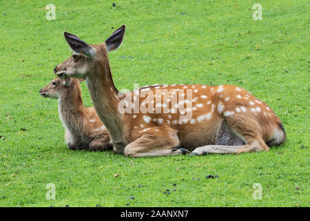 Damwild und Kalb in einer Wiese auf einem Berghang ruhen Stockfoto