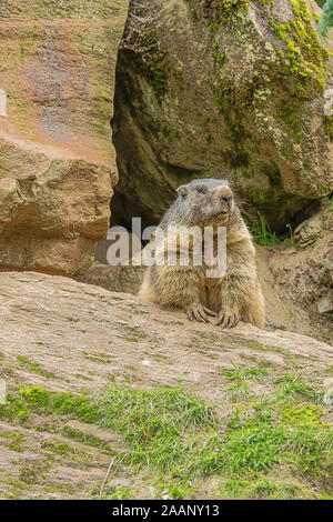 Marmot, der aus seiner Höhle in den Felsen versteckt Stockfoto