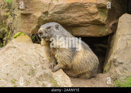 Murmeltier aus seinem Versteck in den Felsen versteckt Stockfoto