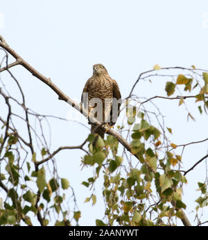 Eine weibliche Eurasischen Sperber (Accipiter nisus) auf eine Zweigniederlassung, die in einem Garten in East Midlands, UK thront. Stockfoto