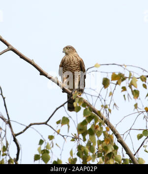 Eine weibliche Eurasischen Sperber (Accipiter nisus) auf eine Zweigniederlassung, die in einem Garten in East Midlands, UK thront. Stockfoto