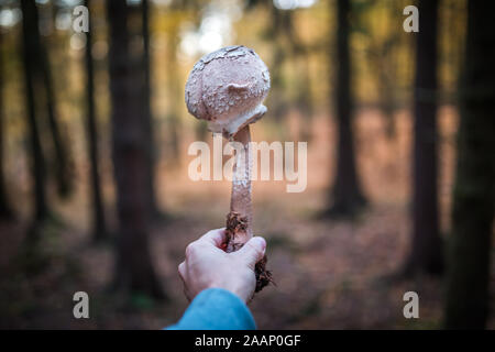 Pilze suchen. Macrolepiota procera oder Sonnenschirm Pilz im Wald mit Hand und die Bäume im Hintergrund. Herbst Szene. Stockfoto