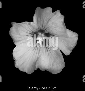 Monochrome Makro einer weißen Hibiskus Blüten auf schwarzem Hintergrund, Ansicht von oben Stockfoto