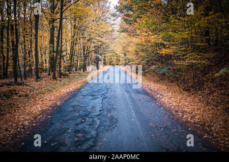 Schöne Herbst Wald mit Straße trübes Wetter. Nützlich als Hintergrund. Asphaltierte Straße in der Mitte von Forrest. Stockfoto