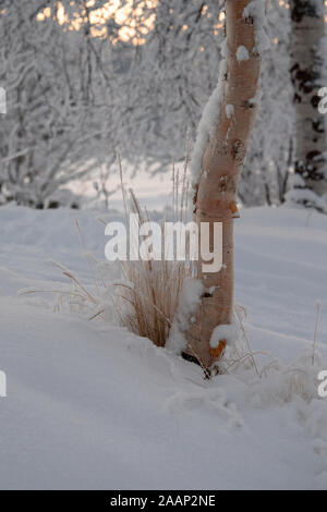 Finnland, See Menesjarvi - Januar 2019: goldene Gräser und einem silbernen Birken wachsen aus Schnee Stockfoto