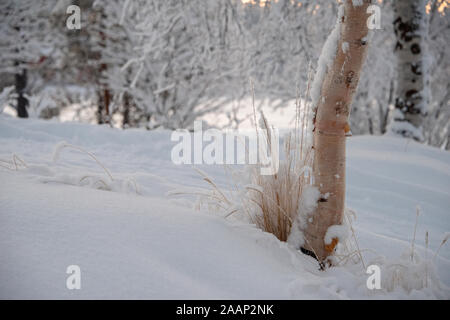 Finnland, See Menesjarvi - Januar 2019: goldene Gräser und einem silbernen Birken wachsen aus Schnee Stockfoto