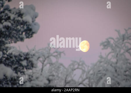 Finnland, See Menesjarvi, Januar 2019: - der Mond im rosafarbenen Morgenhimmel steigt über Schnee beladenen Bäume Stockfoto