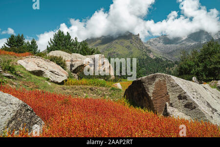 Rackham, Himachal Pradesh, Indien. Rot gefärbten Ogla Ernte, für die Herstellung von Brot, umgeben von Himalaya verwendet und Pinien und Felsbrocken im Sommer, Rackha Stockfoto