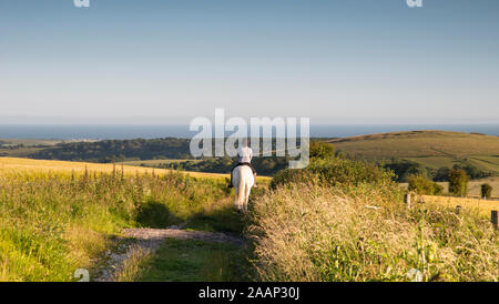 Nicht identifizierte junge Frau Reiten im schönen Sommer Landschaft der landwirtschaftlichen Feldern in der englischen Landschaft im weichen Abendlicht Stockfoto
