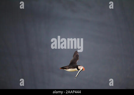 Puffin fliegen nach Fischen Jagen, August 2019 Island Stockfoto