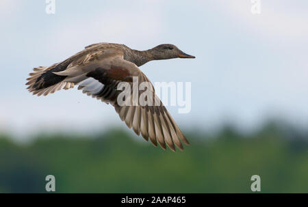 Männliche Schnatterente fliegt über Grüner Hintergrund mit klaren Speculum auf den Flügeln Stockfoto