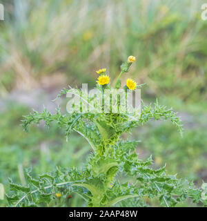 Gelbe Blumen, Blüten sowie deren Knospen, geschnitten, und stachelige Blätter der stachelige Leistungsbeschreibung - Thistle/Sonchus asper wächst in offenen Raum. Stockfoto