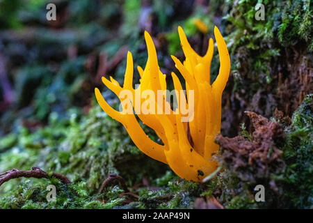 Helle Gelb Gelb Stagshorn Pilz (Calocera viscosa) wächst auf einem Verrottenden Kiefer Stumpf mit Moos. Great Torrington, Devon, England. Stockfoto