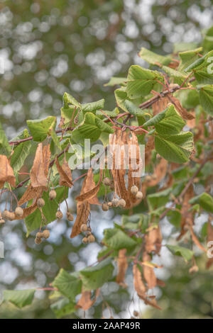 Samen der Kalk/Tilia Baum (Gedanken zum Gemeinsamen Kalk/Tilia europaea aus abgerundeten Samen werden). Blumen von Kalk wurden als Linden Tee (Kräutertee) verwendet Stockfoto