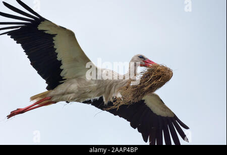 Nach Weißstorch im Flug mit Material zum Nestbau in der Brutzeit Stockfoto