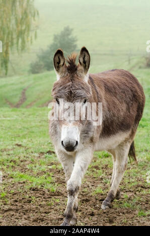 Equus africanus asinus, inländischen Esel auf einer Weide in der Landschaft Stockfoto