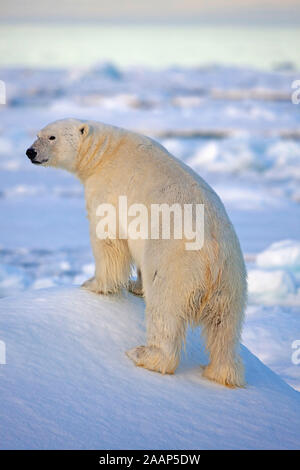 Eisbaer Auf Spitzbergen Stockfoto