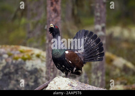 Auerhahn im Sommer Stockfoto