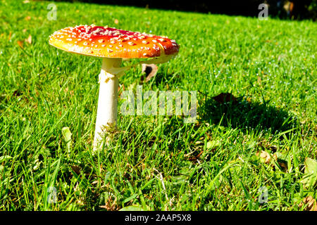 Amanita muscaria, allgemein bekannt als the fly Agaric oder amanita fliegen ist schön und fotogen Pilz, aber es ist aber auch sehr giftig. Stockfoto